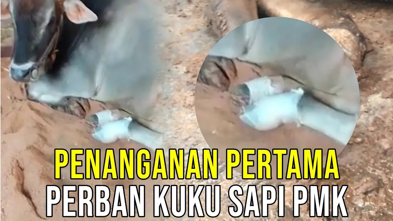 
                                 Perban-Kuku-Kaki-Sapi-PMK